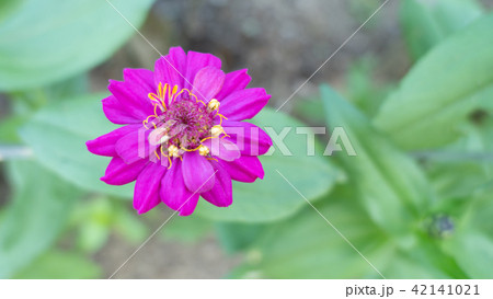 濃いピンク色の花が緑の背景に浮いて見える。3Dの花を見ているようだ 