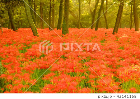 彼岸花の森 42141168