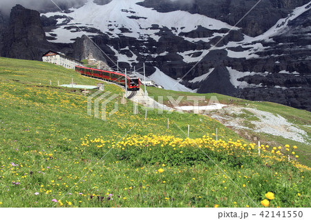 花畑を行くユングフラウ登山電車 42141550