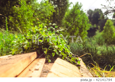 Birch broom lying on brown wooden porch Birch broom lying on brown wooden porch 42141794