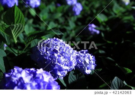 夜の紫陽花 42142063