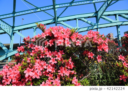ツツジの花と千住大橋 42142224