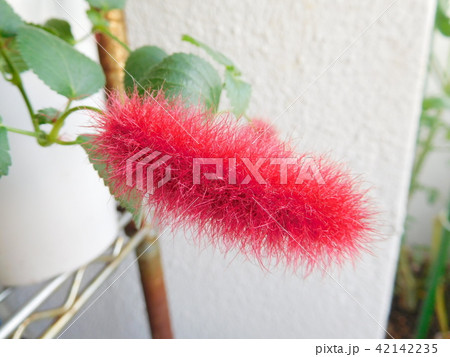 キャットテール 42142235