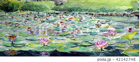 蓮の花 スイレン 水彩画のイラスト素材