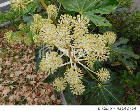 ヤツデの花 ヤツデの花 42142754