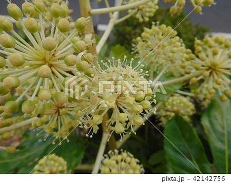 ヤツデの花 42142756