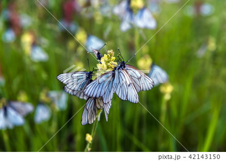 Butterflies with white wings on a plants  42143150
