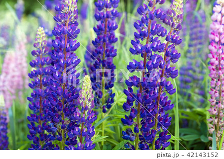 Blossoming lupine flowers close-up 42143152