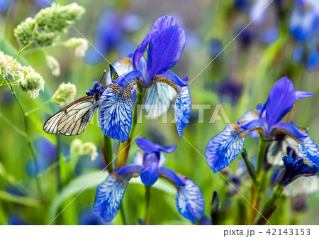 Butterflies with white wings are sitting on the ir Butterflies with white wings are sitting on the ir 42143153