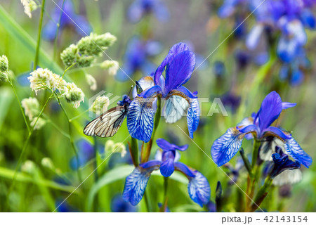 Butterflies with white wings are sitting on the ir 42143154