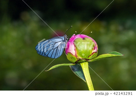 Butterfly with blue wings and a peony 42143291
