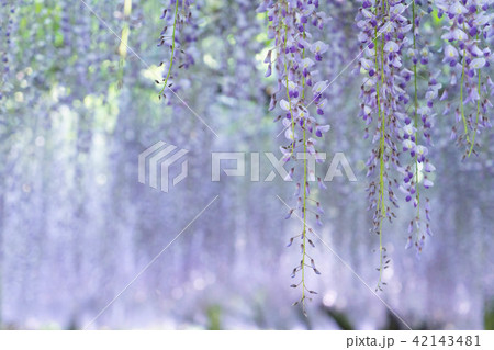 藤の花 42143481