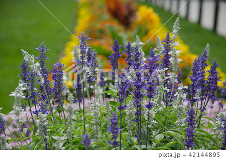 ラベンダーの花壇 ラベンダーの花壇 42144895