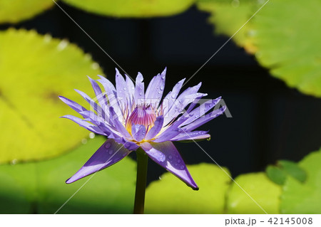 睡蓮　スイレン　Water Lily 42145008