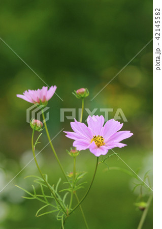 コスモス 42145582