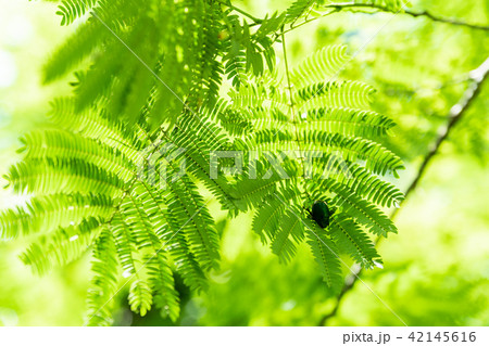 ネムノキとコガネムシ ネムノキとコガネムシ 42145616