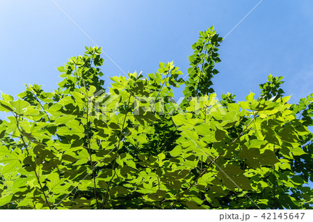 カジノキ 42145647