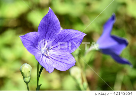 キキョウ（桔梗） 42145654