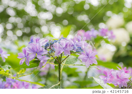 紫陽花 42145716