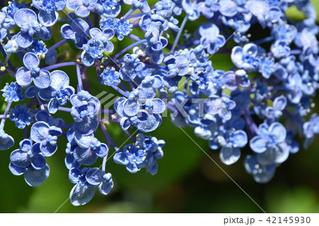 ウズアジサイ(渦紫陽花) ウズアジサイ(渦紫陽花) 42145930