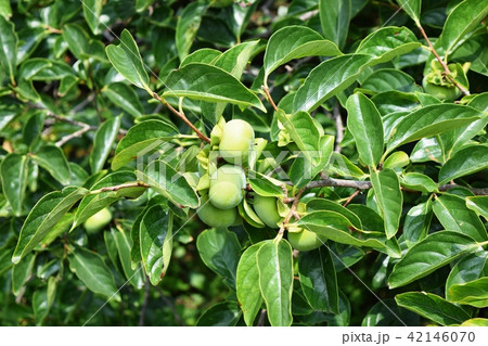 実り始めた青い柿 42146070