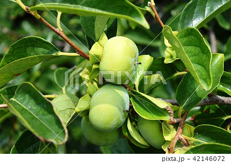 実り始めた青い柿 42146072