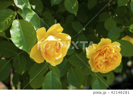 薔薇（グラハム・トーマス） 42146281