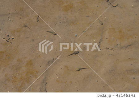 おたまじゃくし　（6月） 42146343