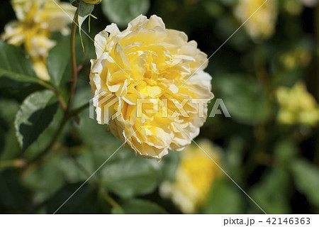 薔薇(モリニュー) 薔薇(モリニュー) 42146363