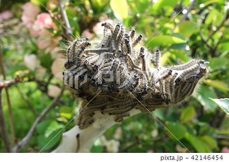 毛虫 オビカレハの中齢幼虫の集団の写真素材