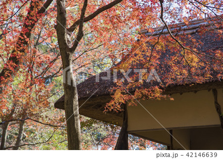 【六義園　紅葉】 42146639