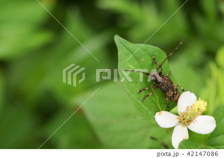 ナガゴマフカミキリ　 42147086