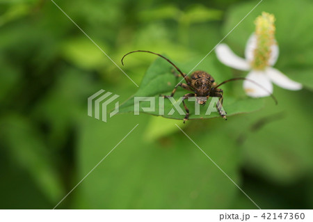 ナガゴマフカミキリ　 42147360