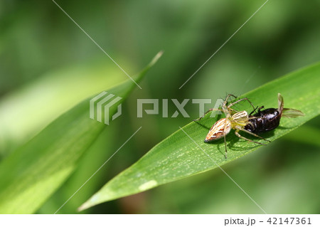 ササグモ 42147361