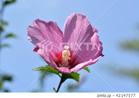 ムクゲ（赤一重） 42147577