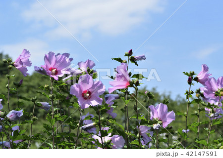 ムクゲ（コーレスティス） 42147591