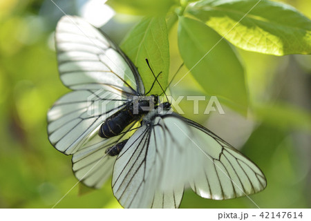 蝶の求愛 42147614