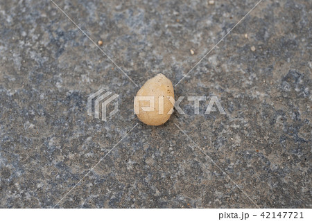 セアカゴケグモの卵のう 42147721