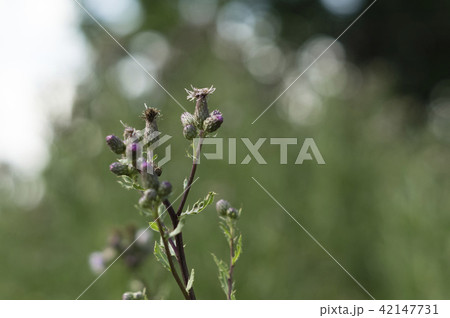 nice meadow flower nice meadow flower 42147731