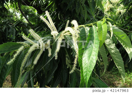 栗の花 栗の花 42147963