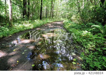 雨上がりの林道 水たまりと木漏れ日 雨上がりの林道 水たまりと木漏れ日 42148034
