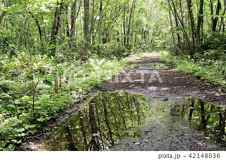雨上がりの林道 水たまりと木漏れ日 雨上がりの林道 水たまりと木漏れ日 42148036
