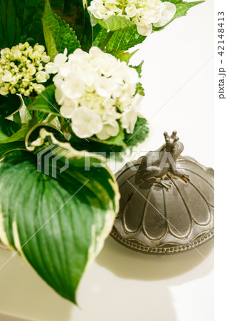 あじさい 42148413