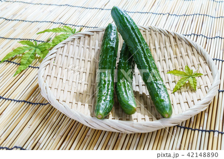 採れたての野菜 きゅうり 採れたての野菜 きゅうり 42148890