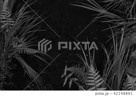 日本の風景　庭の様子 42148891