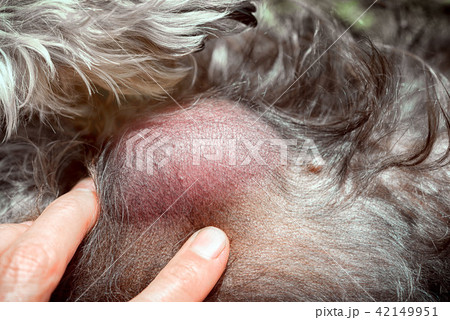 hand of the veterinarian shows metastases 42149951