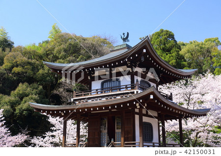京都　春の勧修寺 42150031