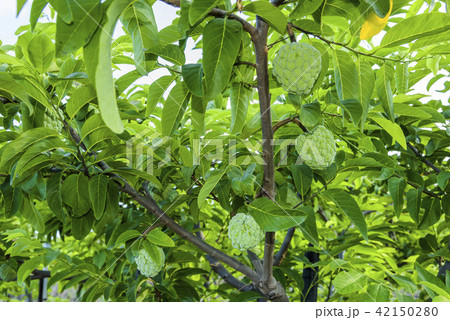 The custard apple on the tree in Taiwan 42150280