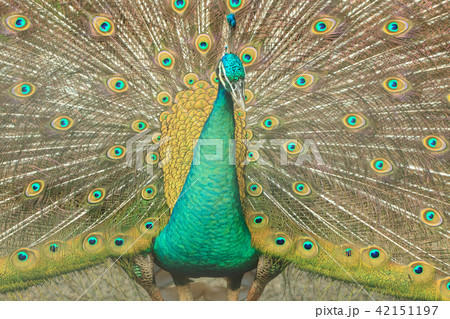 孔雀 ピーコック クジャク 42151197
