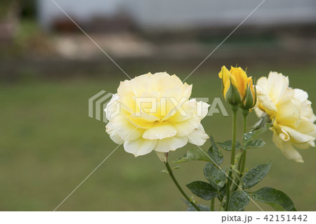 荒尾市 おもやい市民花壇 バラの花、 荒尾市 おもやい市民花壇 バラの花、 42151442